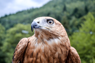 wild eagle with beautiful eyes and sharp beak