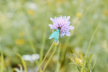 Obraz premium a butterfly sits on a flower