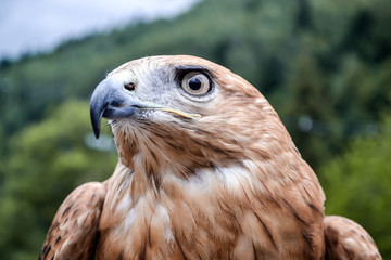 wild eagle with beautiful eyes and sharp beak