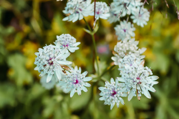 flowering flowers in the field