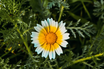 flowering spring flowers bud chamomile
