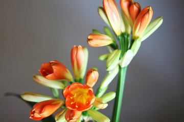 Obraz premium Fiori di clivia appena sbocciati, interno, primo piano