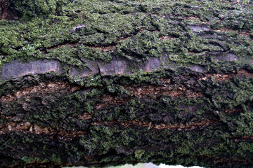 The texture of the tree bark