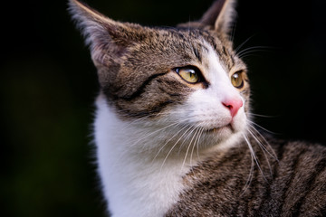 katze, haustier, süß, tiere, cat, schauem, augen, natur,