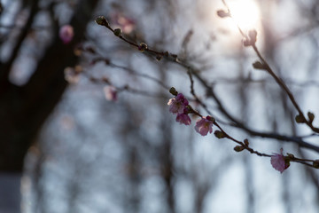 Sakura flowers in early spring when they have just begun to bloom with sun bokeh in the background.