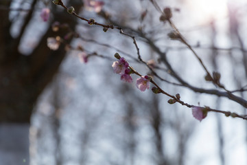 Sakura flowers in early spring when they have just begun to bloom with sun bokeh in the background.