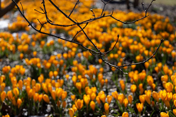 Yellow crocus rug in the park on a sunny spring day.