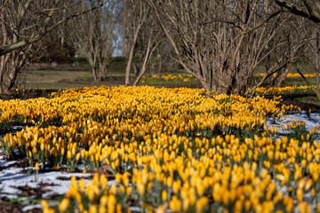 Obraz premium Yellow crocus rug in the park on a sunny spring day.