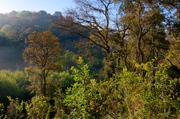 Springtime in the Costa verde forest.. Upper Corsica region