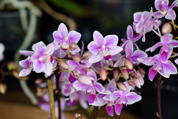 Rare Orchid, Close up, Macro