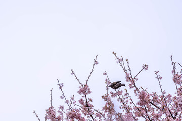 神奈川県 足柄 一ノ堰ハラネ春めき桜
