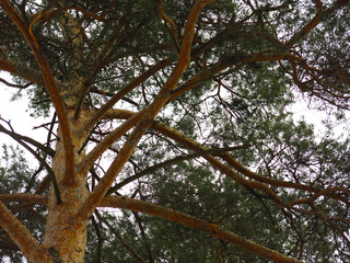 fluffy pine trees on the background of the spring sky, the trunks and branches