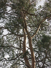 fluffy pine trees on the background of the spring sky, the trunks and branches