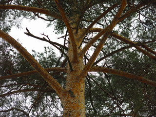 fluffy pine trees on the background of the spring sky, the trunks and branches
