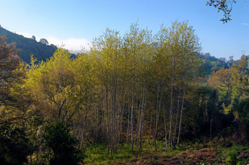 Springtime in the Costa verde forest.. Upper Corsica region