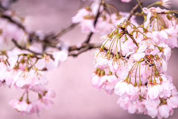 神奈川県 足柄 一ノ堰ハラネ春めき桜