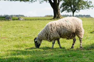 Obraz premium The grazing big hug white sheep on the meadow looking at camera