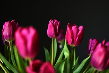 beautiful Purple Tulip flowers on Black Background. Greeting card with a copy space for your text. selective focus