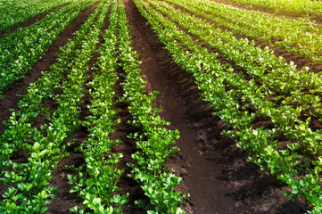 Fototapeta na wymiar A field of celery plants growing in rows in open ground in soft sunlight. Agricultural plantations.