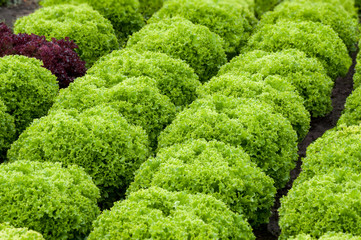 Green lettuce grows in rows in a field. Vegetable green background.