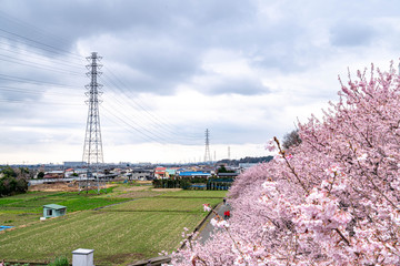 神奈川県 足柄 一ノ堰ハラネ春めき桜