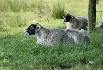 Fototapeta premium The lying sheep on the meadow in the shadows