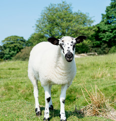 Obraz premium The grazing cut little sheep on the meadow looking at camera