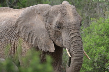 Éléphant