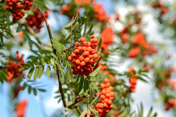 branch of ripe red rowan