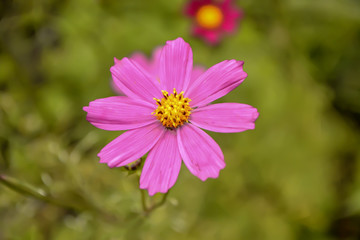 Fototapeta premium flowering spring flowers bud chamomile