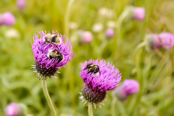 bee sitting on a flower