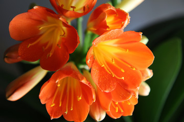 Fiori di clivia appena sbocciati, interno, primo piano