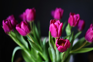 beautiful Purple Tulip flowers on Black Background. Greeting card. selective focus