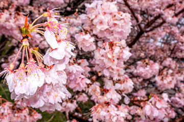 神奈川県 足柄 一ノ堰ハラネ春めき桜
