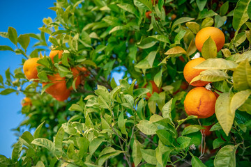 tree with oranges lit by the sun