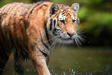 Portrait of  Siberian tiger, Panthera tigris altaica, walking in forest stream in dark green spruce...