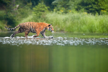 Fototapeta na wymiar Siberian tiger, Panthera tigris altaica, crossing deep forest lake. Side, low view from water surface. Tiger in typical taiga environment.