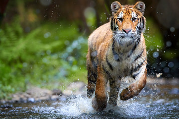Siberian tiger, Panthera tigris altaica, running in forest stream directly to the camera, splashing water around. Tiger in taiga environment, low angle, photo with direct view. Tiger cat in action.