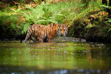 Plakat Siberian tiger, Panthera tigris altaica, on shore of forest stream in dark green spruce forest. Tiger in a typical taiga environment.