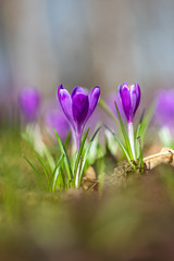 Fototapeta premium First spring violet flowers - Crocus heuffelianus in Carpathian mountains