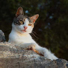 Greek cat resting cat in the evening sun, peaceful and tranquil.