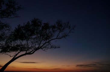 Fototapeta na wymiar Beautiful silhouette of a tree at sunset on the beach during sunset time