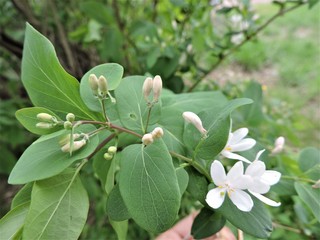 flower in garden in spring