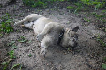 Dog French Bulldog breed lies in the dust. The dog is playing, lying around.