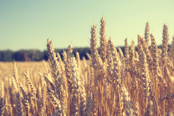 Gold wheat field and blue sky. wheat, rye, cereals field Sunny day, banner with space for text, background background for publications