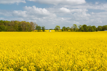 Heute ist Fr&uuml;hlingsanfang, Impressionen dieser herrlichen Jahreszeit