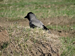 Obraz premium crow on grass