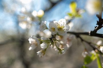 Close up of plum blossoms in bloom in white