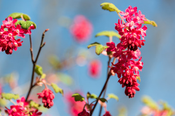 Fototapeta na wymiar Heute ist Frühlingsanfang, Impressionen dieser herrlichen Jahreszeit