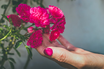 Primer plano de una mano tocando una flor rosa